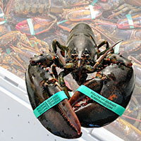 Shellfish Bands.jpg